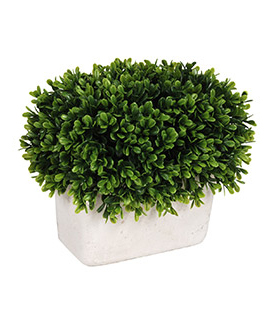 Small faux boxwood with white pot